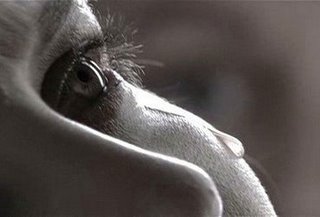 Ha egy nő sírni kezd -  -  - érdekességek, férfiak, könny, könycsepp, nő, sírás, síró nő, szaglás, tesztoszteron,