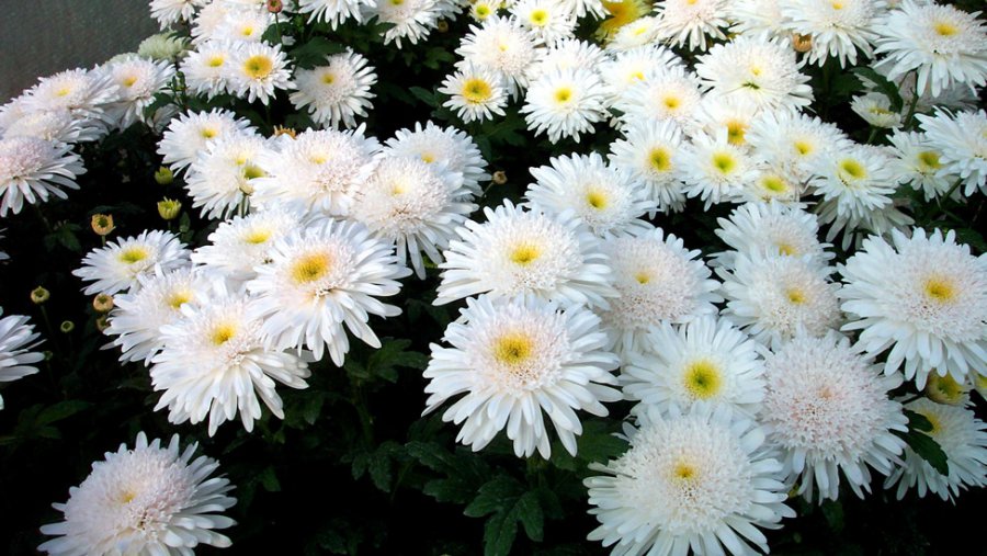 Szobanövények, amelyek tisztítják a levegőt - ÉN - Egészség - 