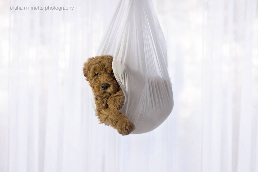 Újszülött fotózás, kicsit másképp! - STYLELIFE -  - baba kérdés, Elizeus Minette, házaspár, háziállat, kiskedvenc, kutya, újszülött,