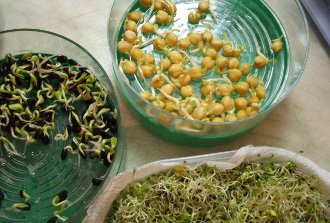 Csíra kavalkád - ÉN - Egészség - csíra, csíráztatás, egészség, vitamin,