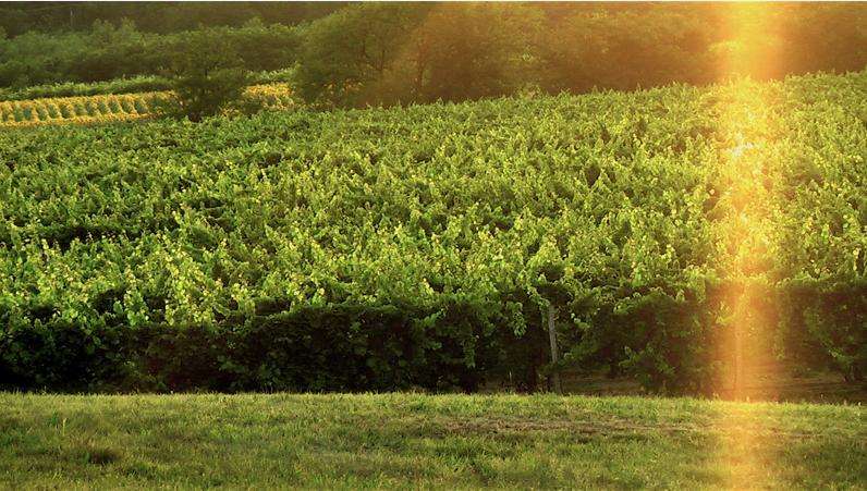 Gál Szőlőbirtok Szigetcsép -  -  - bor, Gál pincészet, Szigetcsép, 