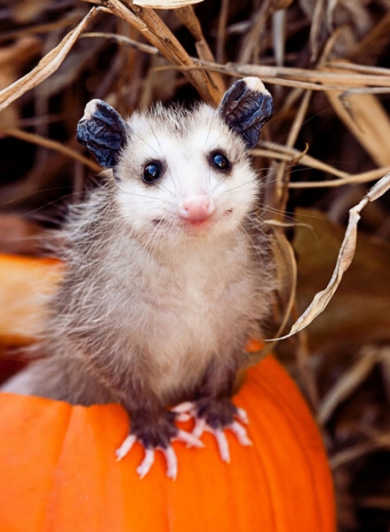 Állatok az őszi természetben -  -  - állatok, fotók, képek, ősz, természet, 