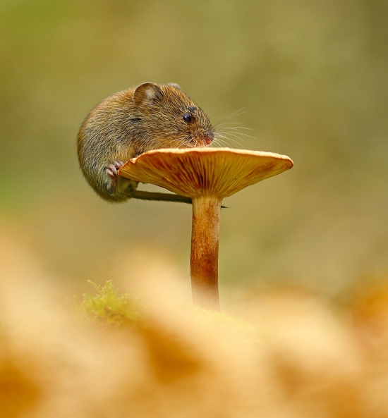Állatok az őszi természetben -  -  - állatok, fotók, képek, ősz, természet, 