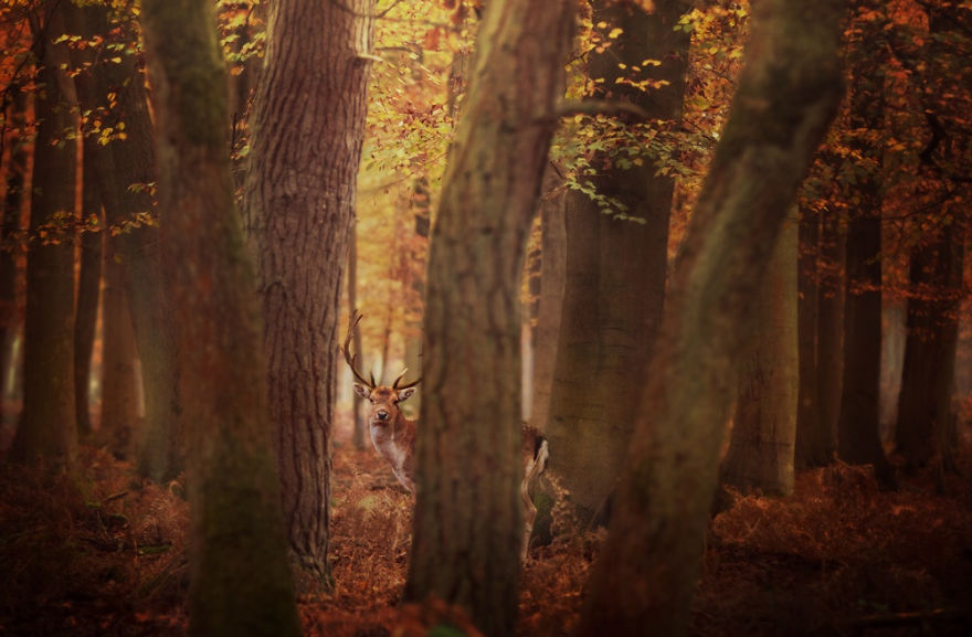 Állatok az őszi természetben -  -  - állatok, fotók, képek, ősz, természet, 