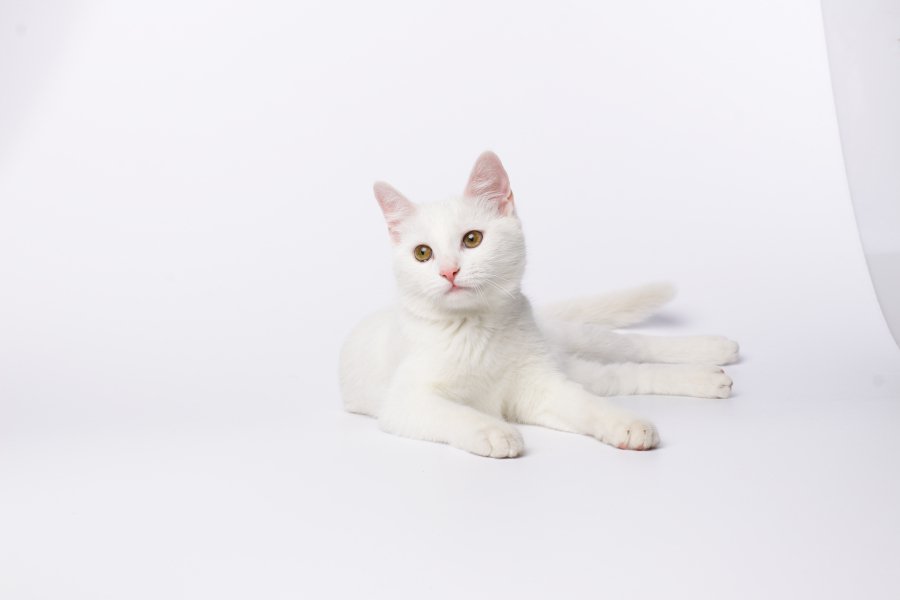 Legyen idén nyugodt és vidám kikapcsolódás az ajándékbeszerzés! - STYLELIFE - STYLENEWS - ajándékok, brands.hu, kaárcsony, online vásárlás, webshop, 