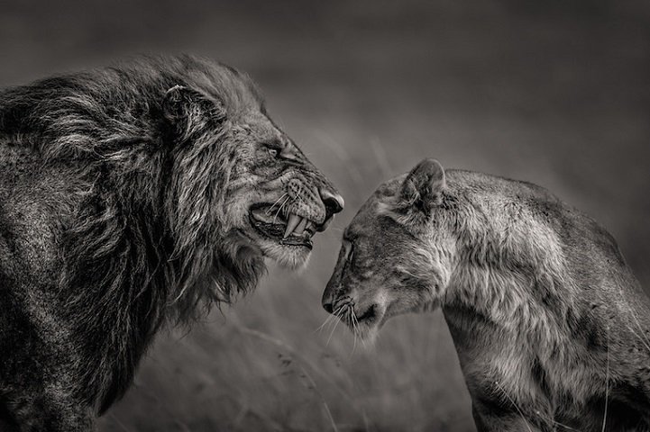 Ezeknél jobb fotókat már nem látsz idén -  -  - állat, ember, fotó, fotóművészet, kép, művészet, sony, szépség, utazás, 