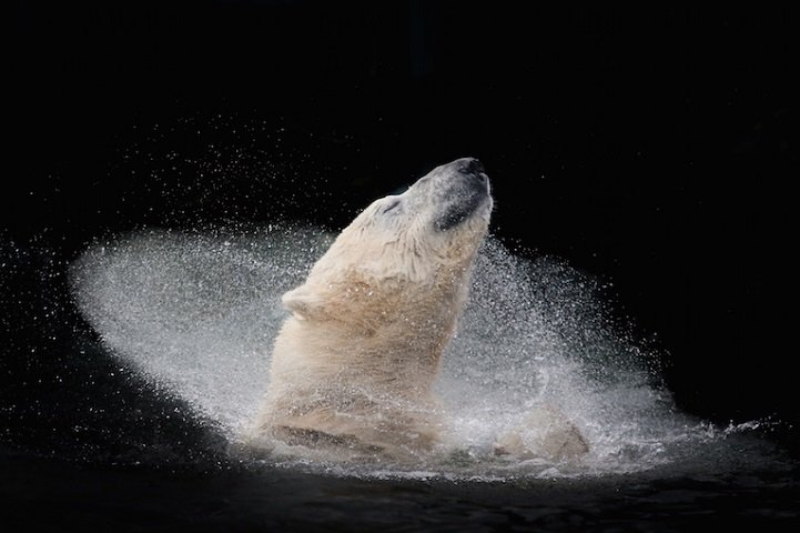 Ezeknél jobb fotókat már nem látsz idén -  -  - állat, ember, fotó, fotóművészet, kép, művészet, sony, szépség, utazás, 