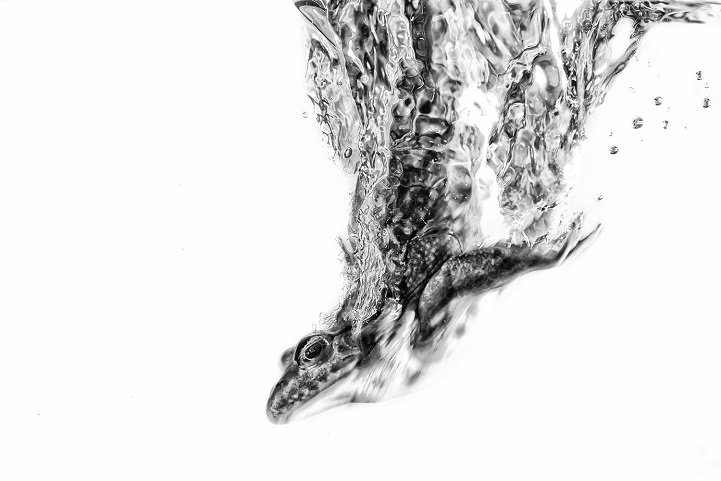 Ezeknél jobb fotókat már nem látsz idén -  -  - állat, ember, fotó, fotóművészet, kép, művészet, sony, szépség, utazás, 