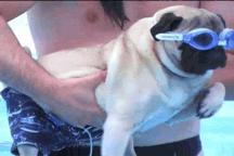 Hétfői gif challenge 05/30 -  -  - gif challenge, hétfő, humor, 