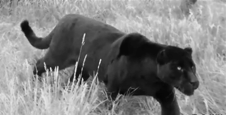 Stílusalbum CFDA 2016 - a divatszakma legrangosabb díjátadója -  -  - cfda, cfda award, cfda dye, cfda fashion awards, christina ricci, ciara, designers, karlia kloss, lena dunham, rosie huntington whiteley, 