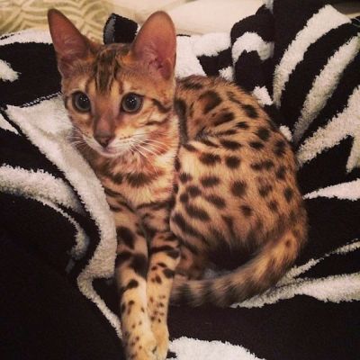 Hírességek, akik két fotó után túladtak a kisállataikon -  -  - házi kedvenc, kisállat, sztárok, 