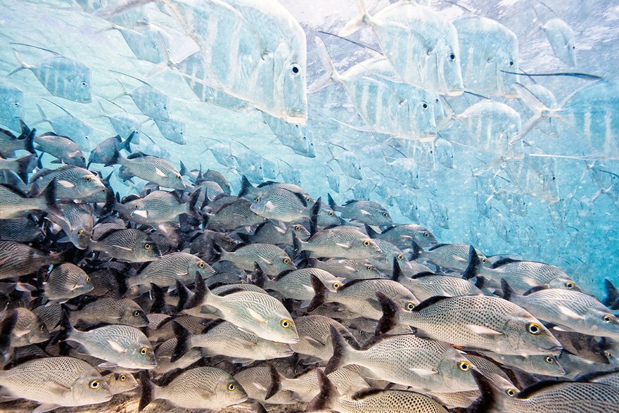 Íme az Év természetfotósa 2016 döntőseinek képei - STYLELIFE - Utazás - fotós, természetfotók, 